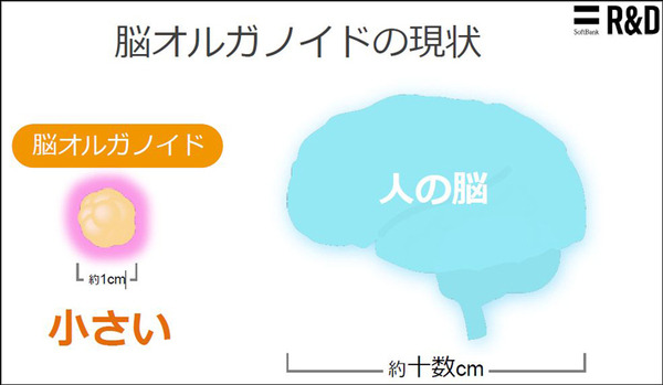 ソフトバンクと東京大、脳オルガノイドで「人工脳細胞のプロセッサ」を共同研究、世界初の成果を発表 「脳細胞が次世代コンピュータになる」