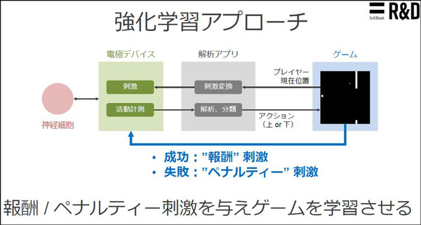 ソフトバンクと東京大、脳オルガノイドで「人工脳細胞のプロセッサ」を共同研究、世界初の成果を発表 「脳細胞が次世代コンピュータになる」
