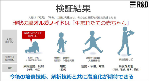 ソフトバンクと東京大、脳オルガノイドで「人工脳細胞のプロセッサ」を共同研究、世界初の成果を発表 「脳細胞が次世代コンピュータになる」