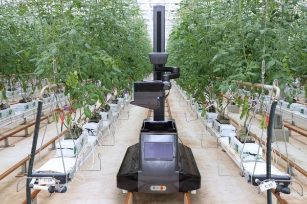 自律型トマト収穫ロボットの最新モデルをinahoが発表　機能向上のポイントは・・　オランダの提携圃場で実地テスト予定