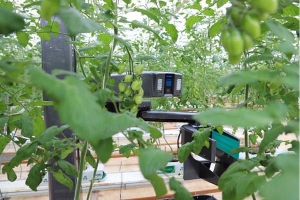 自律型トマト収穫ロボットの最新モデルをinahoが発表　機能向上のポイントは・・　オランダの提携圃場で実地テスト予定