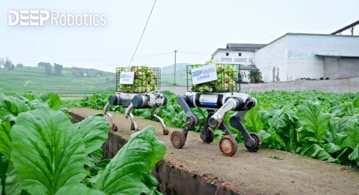 DEEP Roboticsの四足歩行ロボット「Lynx M20」、山間部農地で収穫物運搬を自動化 画像