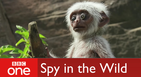 BBC「Spy in the Wild」の動物型ロボットがリアルすぎて、動物も騙される件 画像