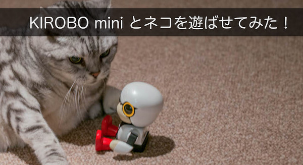 【レビュー】トヨタのロボット「KIROBO mini(キロボミニ)」とネコを遊ばせてみた！ 画像