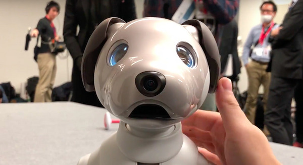 可愛すぎ！ 犬型ロボット「aibo」をたくさん撫でてあげた 画像