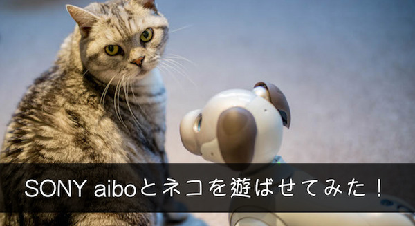 【レビュー】SONYの犬型ロボット「aibo（アイボ）」とネコを遊ばせてみた！ 画像