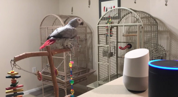 鳥さん、アマゾンエコーを使いこなす　なんだか未来 画像