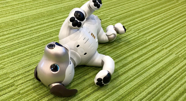 ソニーストア銀座でaibo11台を当日お持ち帰り販売実施も… 画像