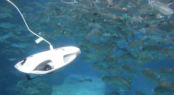 今度は大水槽にドローン！須磨海浜水族園とソフトバンクC&Sが「夏だ！ スマスイ！ 水中ドローン！！～さかな目線の大水槽～」を開催 画像