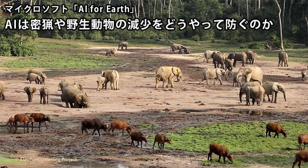 AIはどのように野生動物の密猟や被害を防ぐのか? マイクロソフトの「AI for Earth」のとりくみ 画像