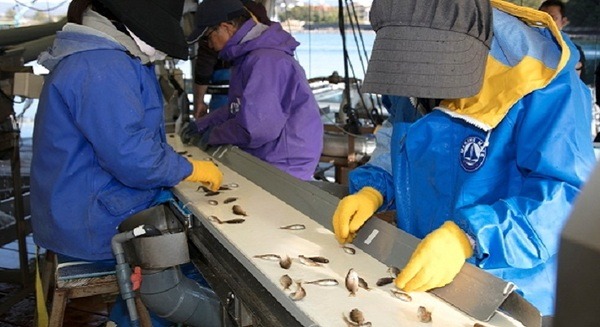 養殖稚魚の選別をAIとIoTで効率化する「稚魚自動選別システム」の実証実験を開始！近畿大、マイクロソフト、豊田通商 画像