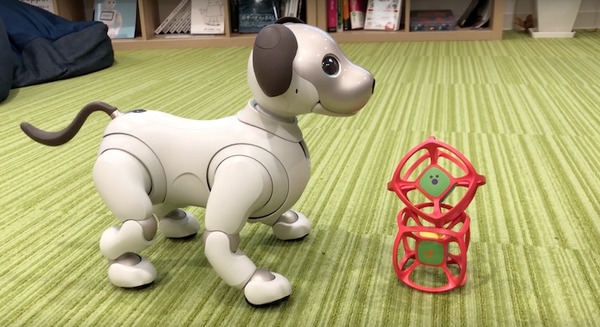 【アイボとあそぶvol.6】aibo専用玩具「サイコロ」を使って遊んでみた！ 画像