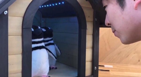「ペンギンの寿命は?」須磨海浜水族園が可愛いペンギン型AI解説システムを実験展示　羽をパタパタ、質問にはAIが自動回答 画像