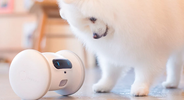 自律走行するペット用スマートロボット「VARRAM PET FITNESS」発売！ロボットが犬猫ペットの遊び相手をしてくれる 画像