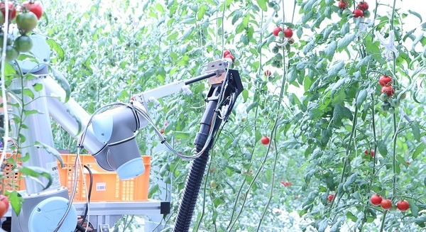 AI×自動走行型アームロボット「トマト自動収穫ロボット」の実証実験をビニールハウスで開始　スマートロボティクス 画像