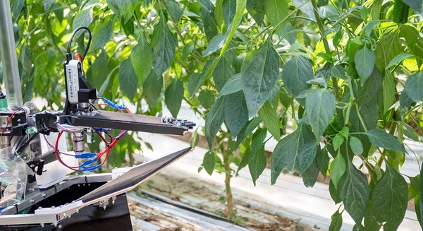農家の声から生まれた吊り下げ式のAI×野菜収穫ロボット、農場で運用開始　PCT国際特許を申請　AGRIST 画像