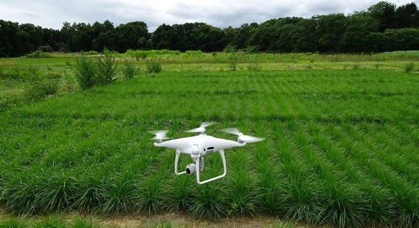 ドローンとAIによる「スマート育種評価法」を開発　2時間の作業がわずか5分に　農研機構とバンダイナムコ研究所 画像