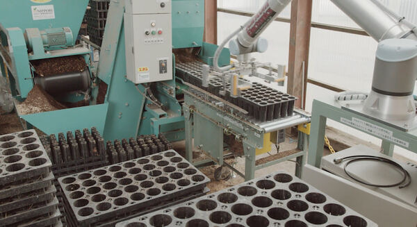 十勝で70年苗木を生産する大坂林業が協業ロボット「UR10e」を導入 苗木植えつけ作業をロボットで自動化、省力化 画像