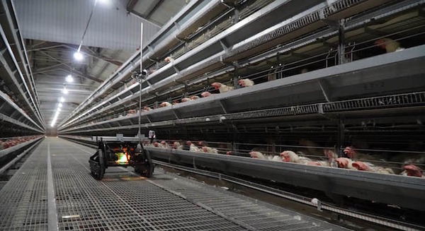 ロボットが採卵鶏舎内を自律巡回し死亡鶏を早期発見 検出率は93%「自律走行型ケージ監視システム」センシンと大豊産業が共同開発 画像