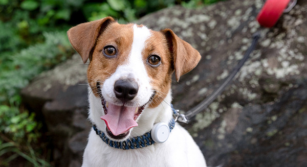 動物病院がつくった犬猫ペット用 IoT活動量計「プラスサイクル」新モデル発表 負担の少ないデザイン データ同期等のアプリ改善も 画像