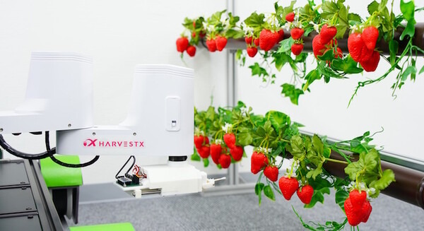イチゴ栽培をロボットで完全自動化 HarvestXがANRIや東大IPC、メルペイ等から総額5000万円を資金調達【スマート農業】 画像