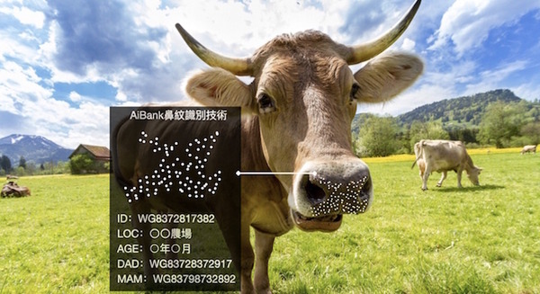 AIが和牛を個体識別する「鼻紋認証技術」AiBank.jpが開発し特許を取得 農家の負担軽減と生産性の向上を狙う 画像