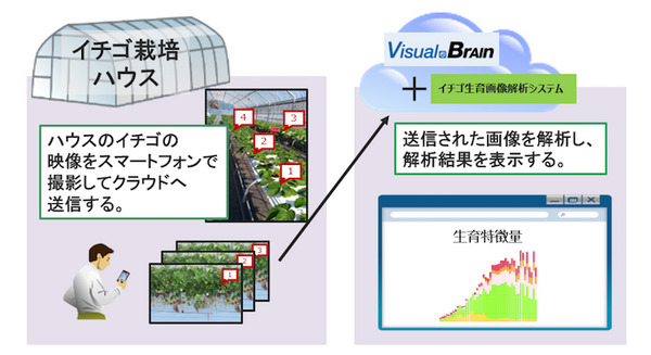 スマートフォンで撮影したイチゴの生育画像をAIが解析 花数、果実熟度、葉面積の自動計測精度は90%以上 キヤノンITSが発表 画像