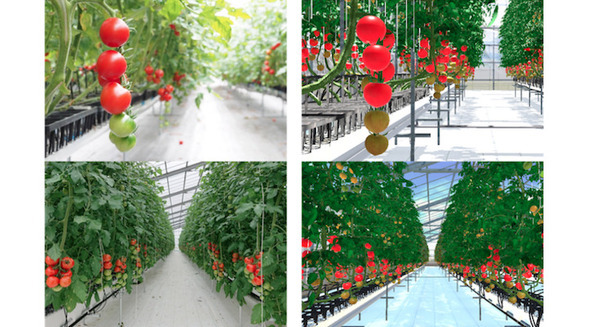 農作物の栽培環境を仮想空間上に完全再現 遠隔栽培指導、AI教師データ生成などのサービスを提供 Happy Qualityとフィトメトリクスが共同開発 画像