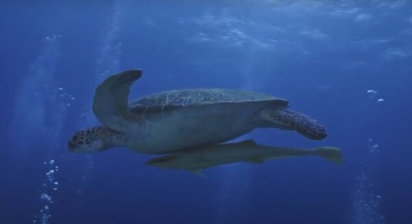 【日本初】DNP/シャープ/ドルビーら6社が「8K映像×立体音響技術Dolby Atmos×5G」の臨場感あふれる映像を制作 画像