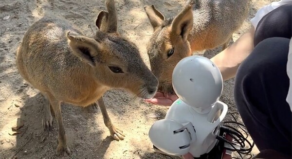 障がいや難病など外出困難な人が分身ロボット「OriHime」でパーク案内や動物紹介 オリィ研究所 × アドベンチャーワールド 画像