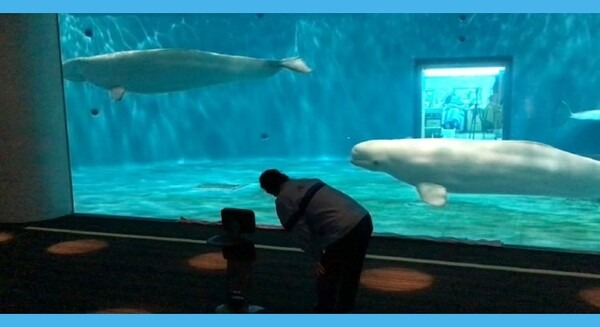 ドコモと島根県、養護学校の児童がテレプレゼンスロボットで水族館を遠隔見学　専門的見地から評価と教育的な効果向上の助言を発表 画像