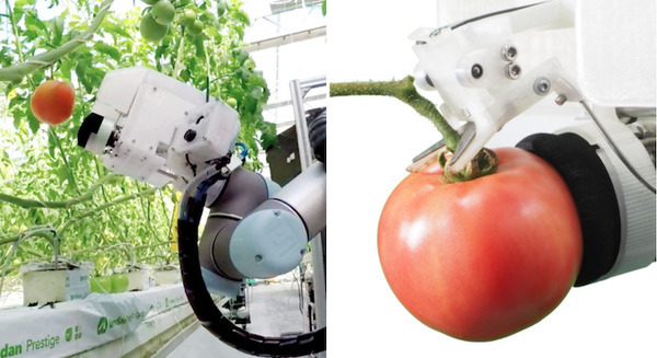 ヤンマー「大玉トマト収穫ロボット」の試作機を出展 独自開発の吸着切断ハンドで収穫を実現「2022国際ロボット展」 画像