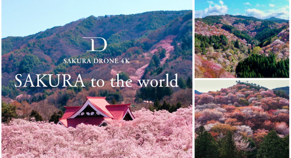 桜マニアが選ぶ「令和の桜」おすすめスポットを紹介　3/27は「オンライン花見」桜ドローンで撮影した桜映像をYouTubeで無料配信 画像