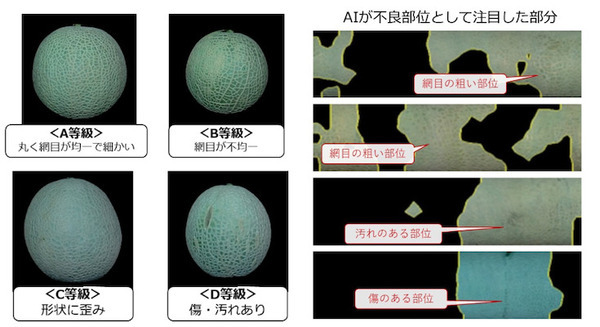 温室メロンの網目の品質を認識する「等級判定AI」静岡大学らが研究開発に成功 生産者の負荷軽減、等級判定技術の継承に貢献 画像