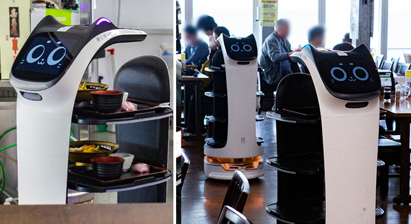 ネコ型配膳ロボット10台が同時フル稼働！ロボット向けに店内を改修した食事処「漁師料理 かなや」での稼働公開　DFA Robotics 画像