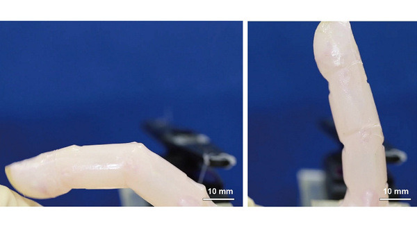 【世界初】東京大学が修復能力を備える生きた皮膚で覆われたロボットの開発に成功　7日間で傷口が修復 画像