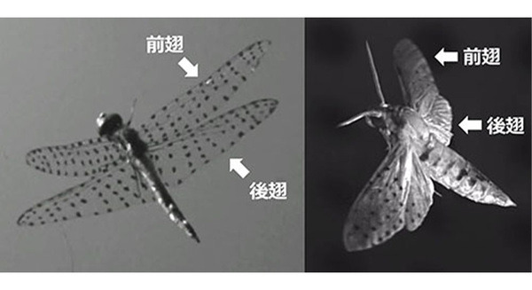 トンボの優れた機動飛行の流体力学メカニズムを解明、次世代の羽ばたき型ロボットの創出に期待 東京工科大学の研究グループ 画像