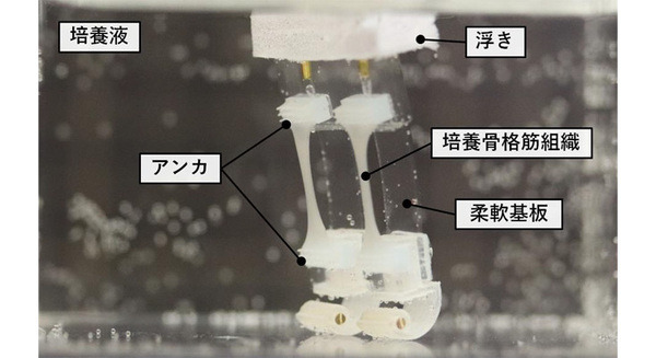【世界初】筋肉で動く新たな二足歩行ロボットを実現　東大と早大の研究グループ 画像