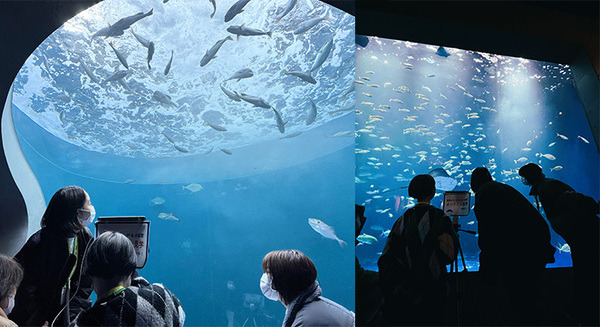 「病室からつながる水族館」四国水族館と香川大学、入院中の子どもたちが遠隔ロボットで水族館をオンライン見学 画像