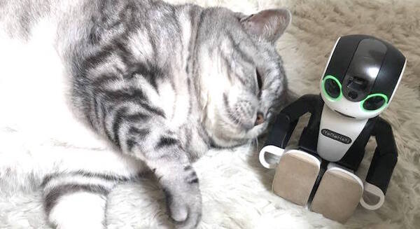 【RoBoHoN】シャープ ロボホンは猫にもウケるのか？ 画像