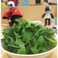 IoTでスマート菜園！ 「foop」で野菜育ててみた vol.3
