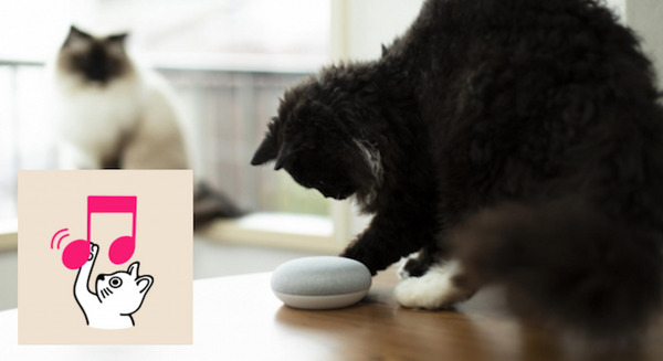 ついに猫のためのGoogleアシスタント対応アプリが登場！「ねこまねき」