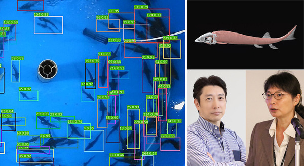 AIやIoT、バイオロジーや3D筋骨格モデルで実践的な優良養殖チョウザメの生育を目指す　スマート養殖の最新技術をソフトバンクに聞く