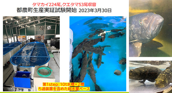 NTTがICTで陸上養殖　世界初「クエタマ」「タマカイ」の養殖に成功、成長速度は約3倍「水産業夢未来プロジェクト」成果を公表
