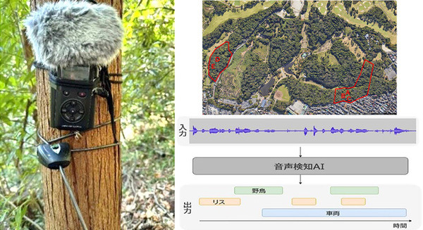 NTT東日本 タイワンリスの被害拡大を防ぐため「鳴き声AI解析」で生息状況調査を実施　識別結果や誤検知の理由も公表