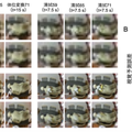 脳の「予測する仕組み」でヒューマノイドが複数の介護動作を学習 早大・NCNP、フィジカルAIの基本原理となる可能性を示す