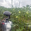 畝に沿って移動しながらオクラを探す。畝の幅も実の高さも、人が作業している状態のまま変えていない