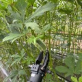 ハンド先端でオクラの茎を挟むところまで到達した。刃を作り込んで切り離すまでは期間内に届かなかった