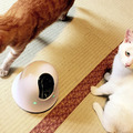 移動式お留守番カメラ「ilbo」