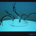 flagella